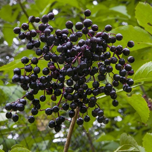 ELDERBERRY-(SAMBUCUS-NIGRA)-ubat-penawar-rawatan-kanser-payudara