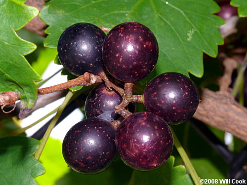 MUSCADINE-GRAPE-ubat-penawar-rawatan-kanser-payudara