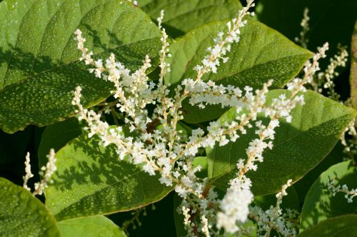 POLYGONUM-CUSPIDATUM-ubat-penawar-rawatan-kanser-payudara