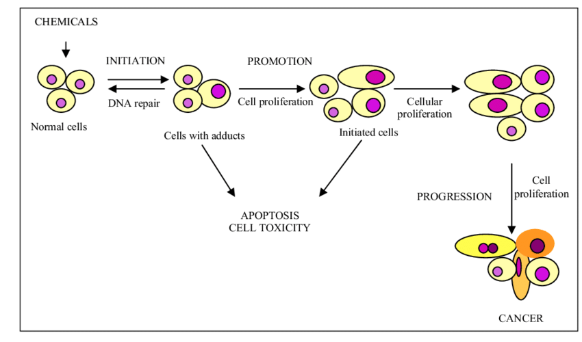  proses-carcinogenesis-sel-kanser.