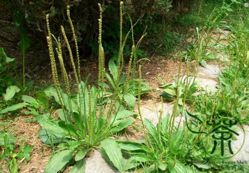 Plantago_asiatica_penawar_denggi